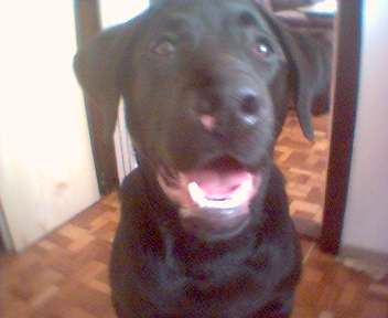 chip2