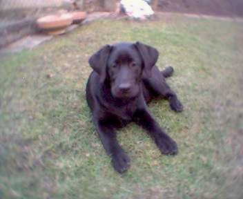 chip